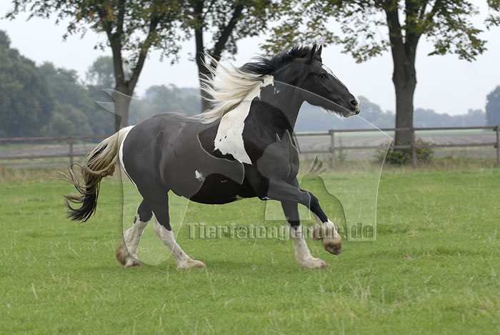 irish tinker5.jpg
