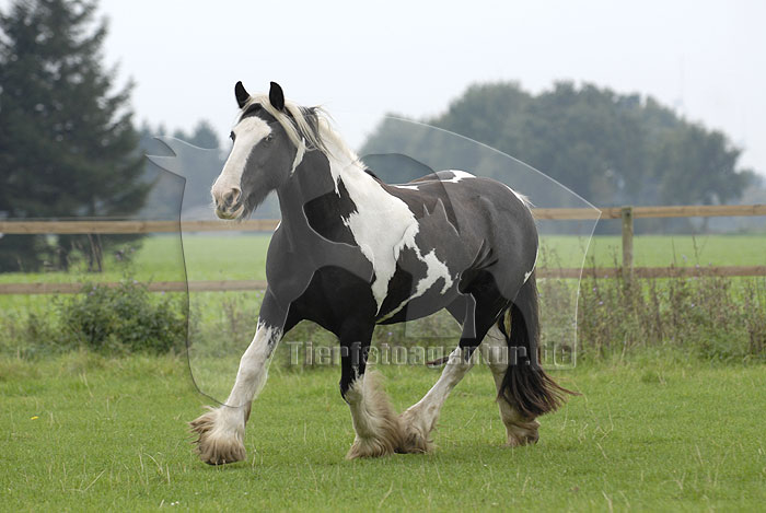 irish tinker6.jpg